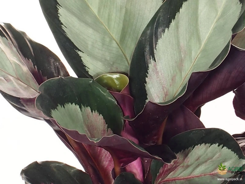 Calathea Variegated Corona Prayer Plant Plant For Sale In India | Online  plant nursery
