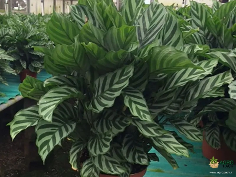 Calathea-concinna2