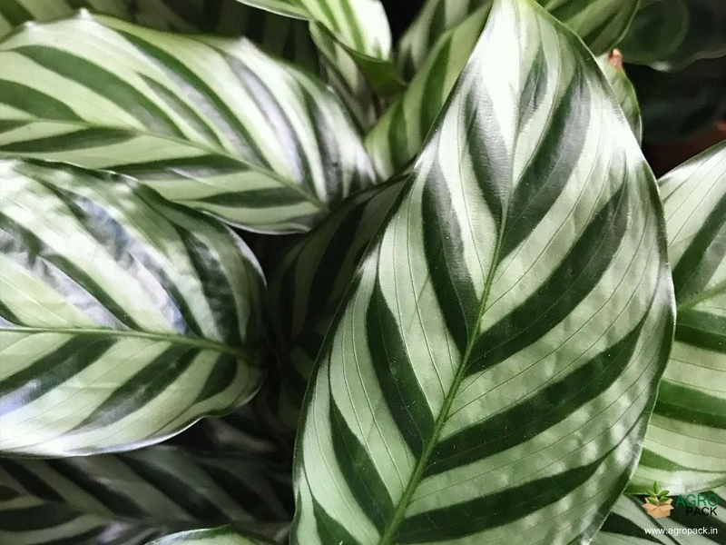 Calathea-concinna3