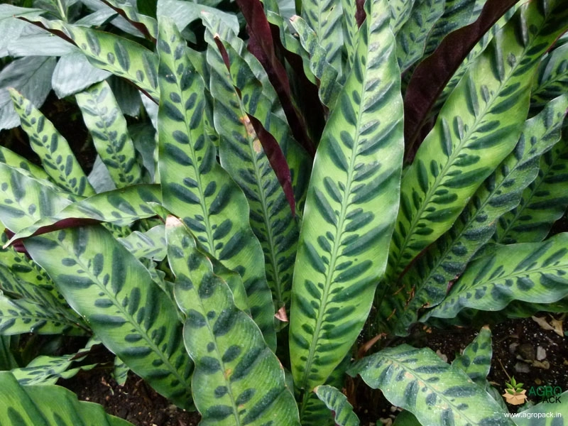 Calathea-lancifolia1