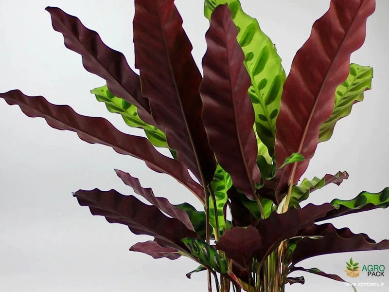 Calathea-lancifolia3