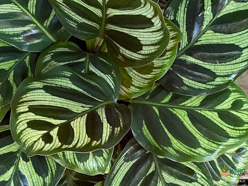 Calathea-makoyana2
