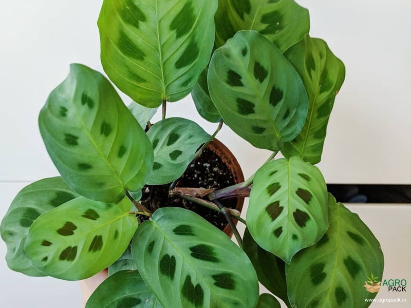 Calathea-maranta-kerchoveana1