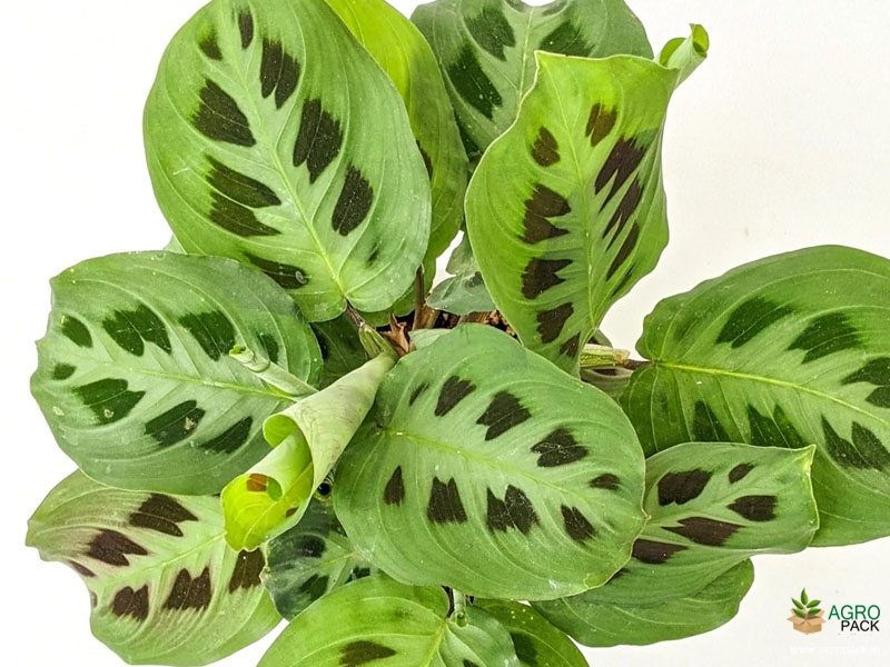 Calathea-maranta-kerchoveana3