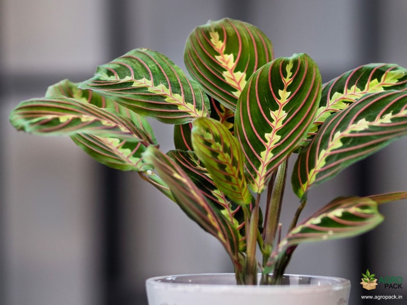 Calathea-maranta-leuconeura-Red-Vein2