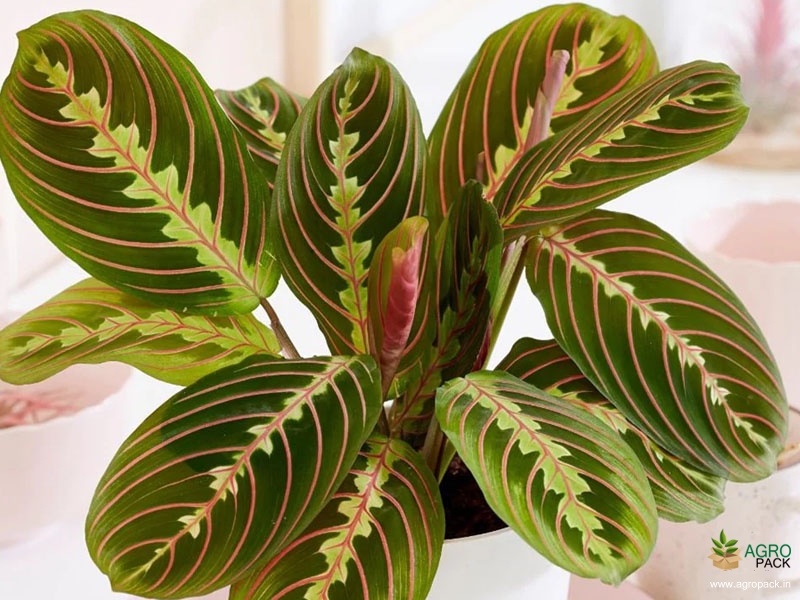 Calathea-maranta-leuconeura-Red-Vein3