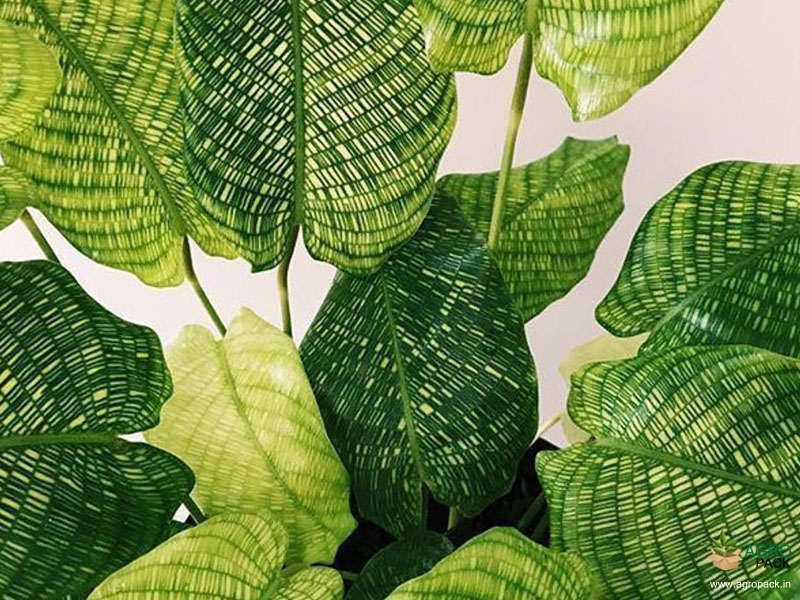 Calathea-musaica1