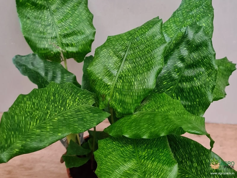 Calathea-musaica2