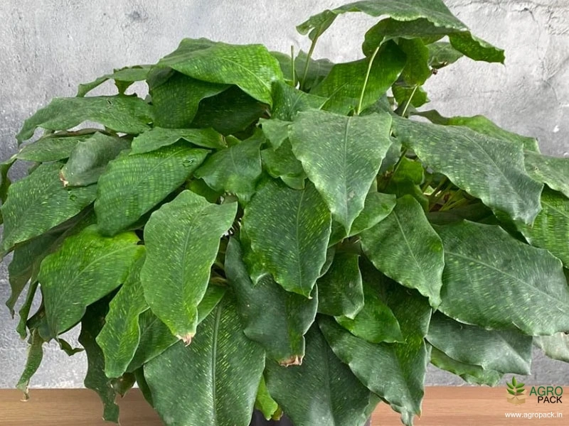 Calathea-musaica3