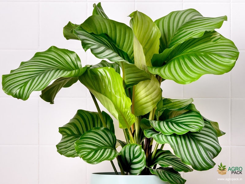 Calathea-orbifolia2