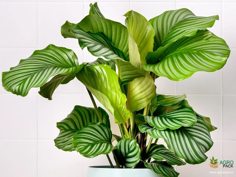 Calathea-orbifolia2