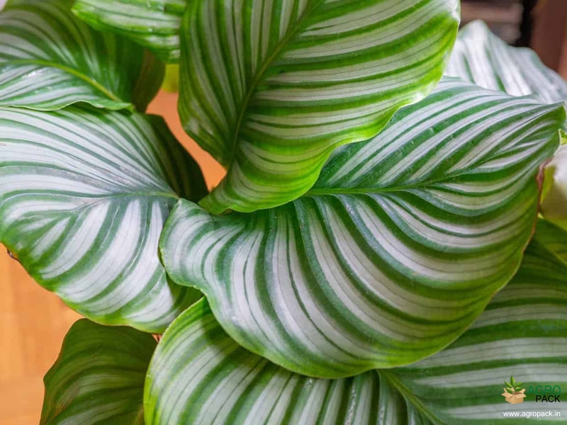 Calathea-orbifolia3