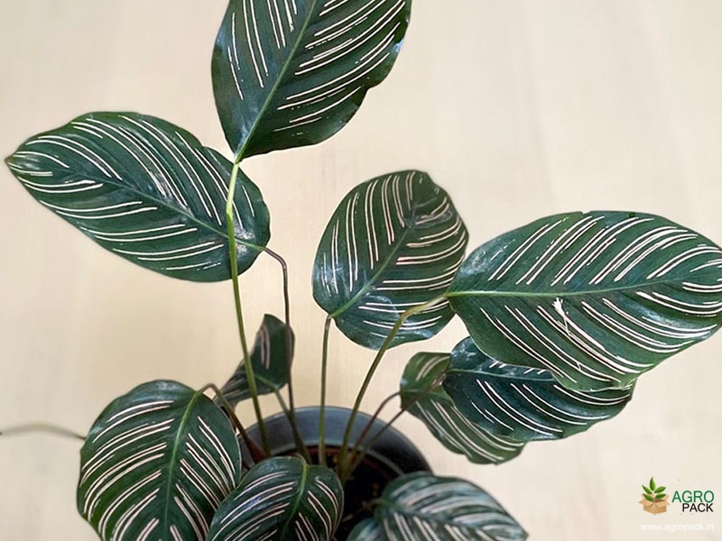 Calathea-ornata1