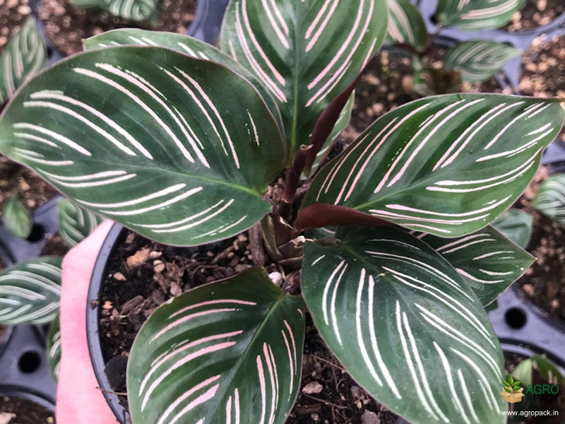 Calathea-ornata2