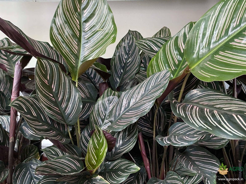Calathea-ornata3