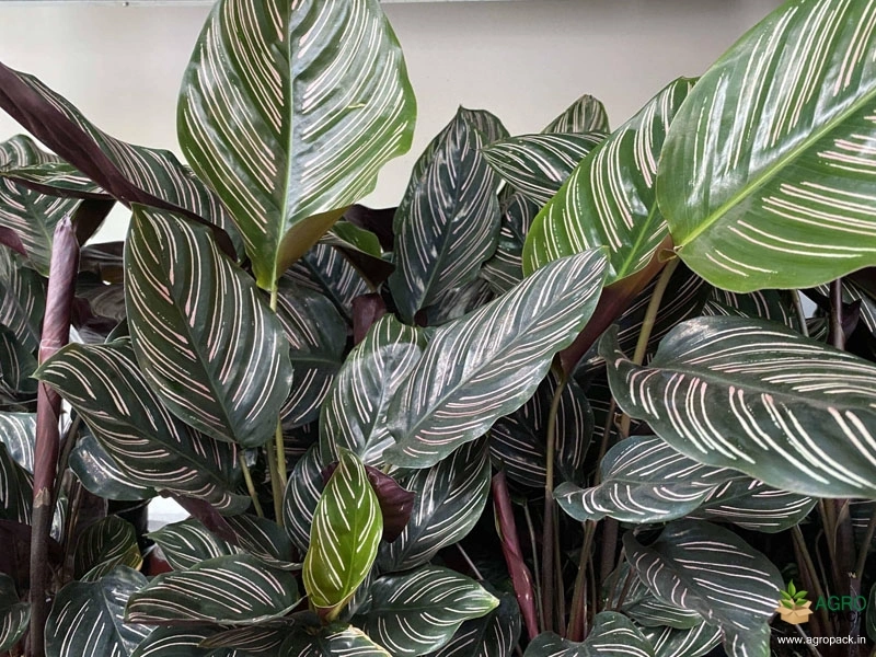 Calathea-ornata3