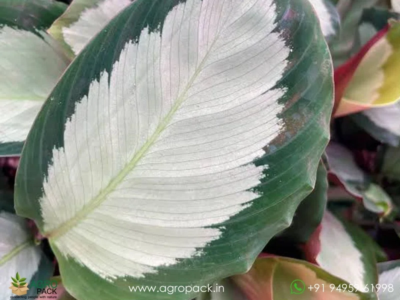 Calathea-picturata1