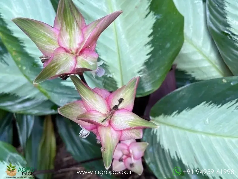 Calathea-picturata2