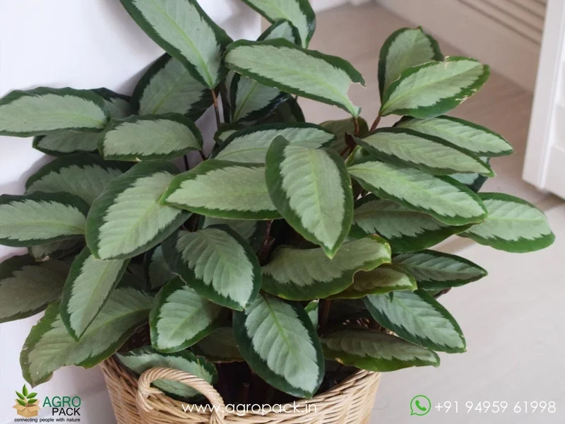 Calathea-picturata3