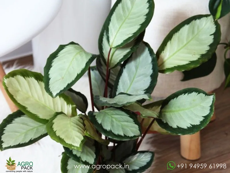 Calathea-picturata4