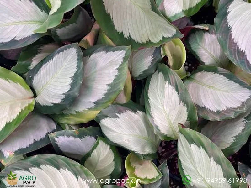Calathea-picturata5