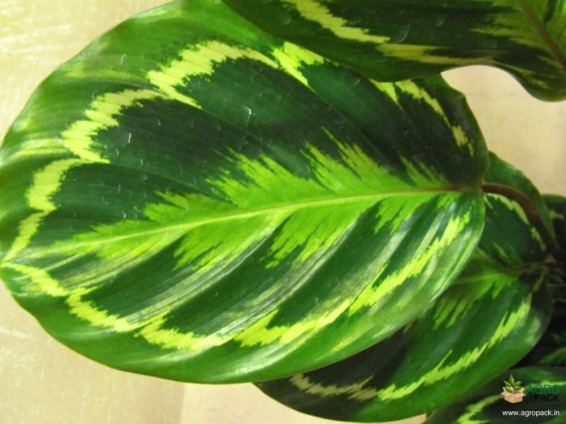Calathea-roseopicta1