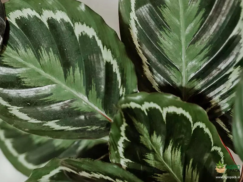 Calathea-roseopicta3