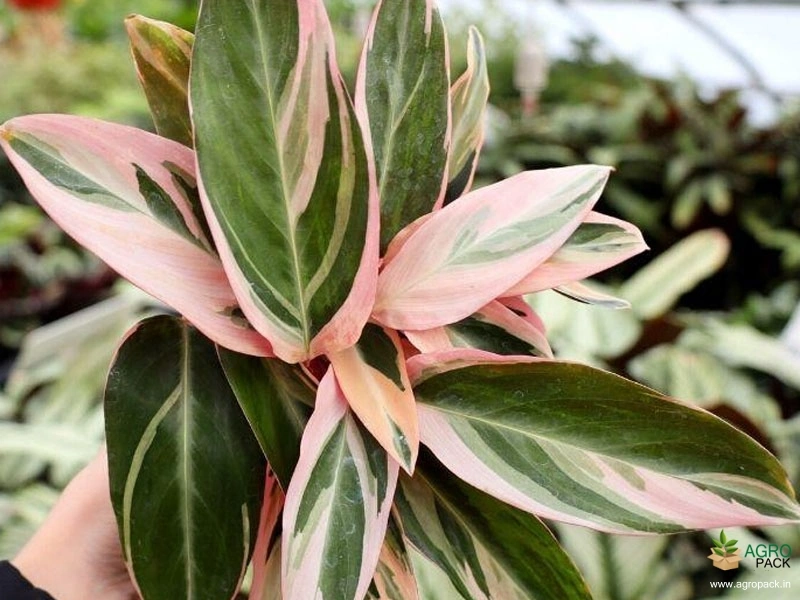 Calathea-stromanthe-sanguinea2