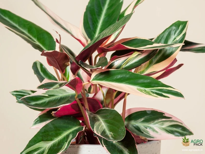 Calathea-stromanthe-sanguinea3