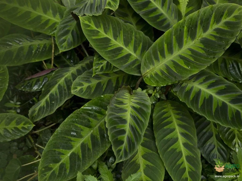 Calathea-warscewiczii1