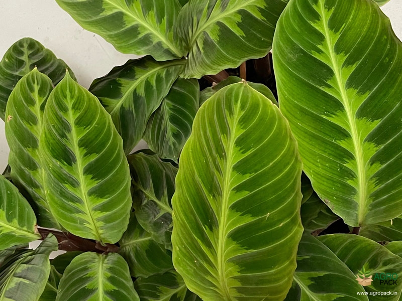 Calathea-warscewiczii2