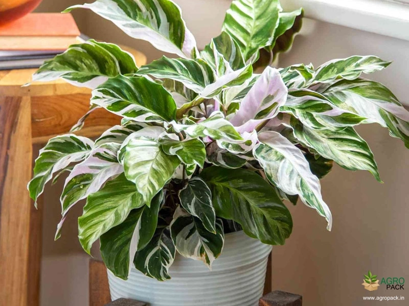 Calathea-white-fusion2