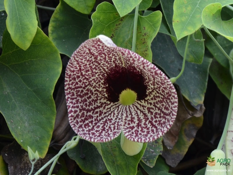 Calico-Flower1