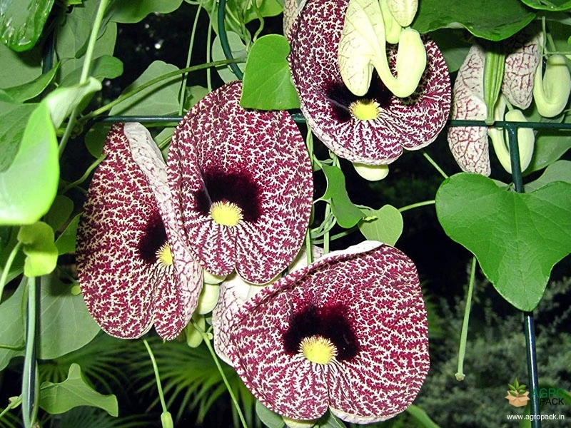 Calico-Flower5