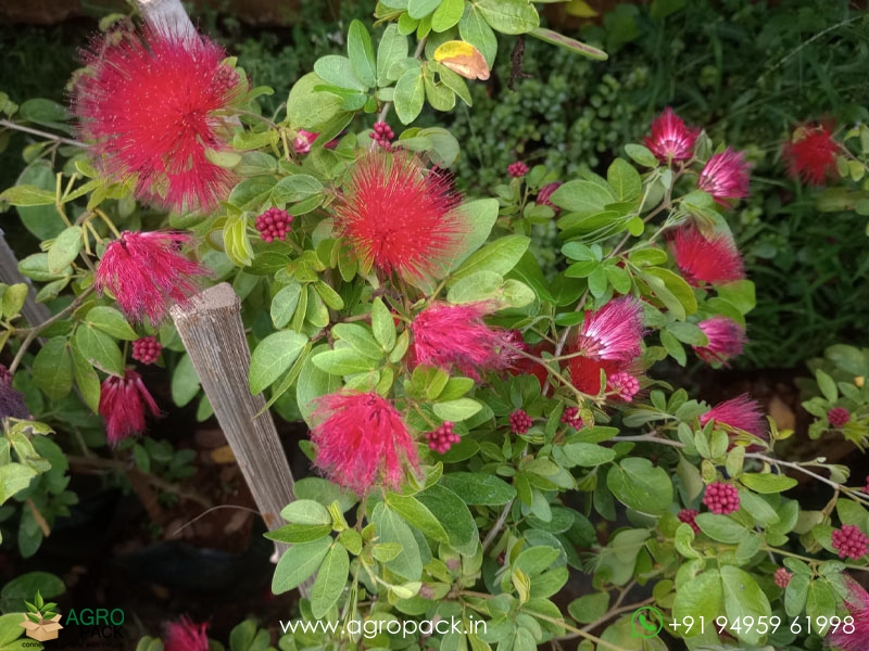 Calliandra-haematocephala1