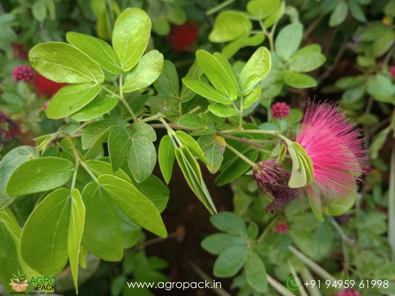Calliandra-haematocephala3