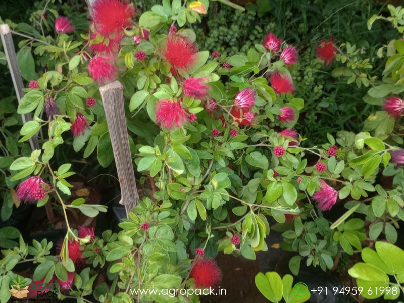 Calliandra-haematocephala4