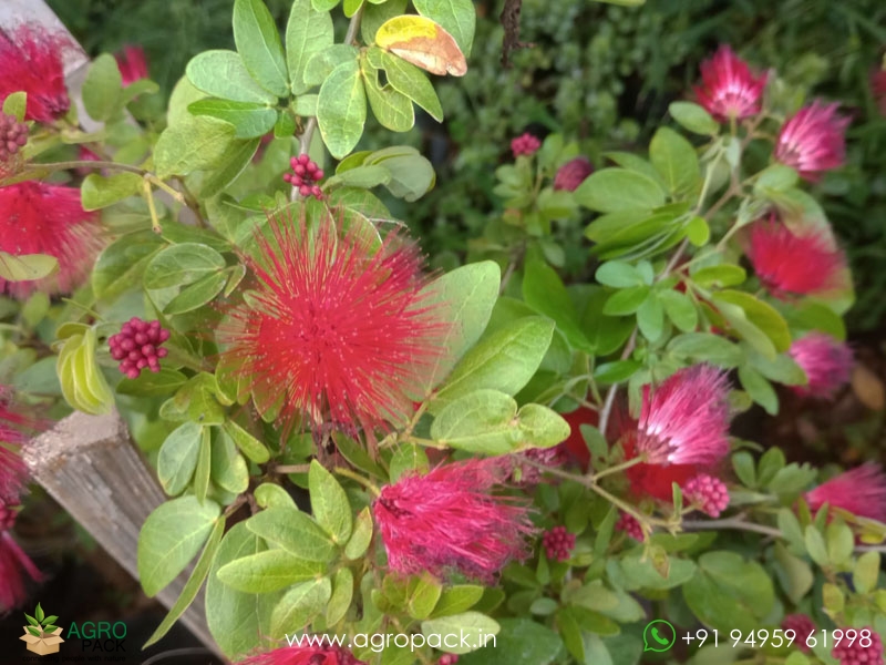 Calliandra-haematocephala5
