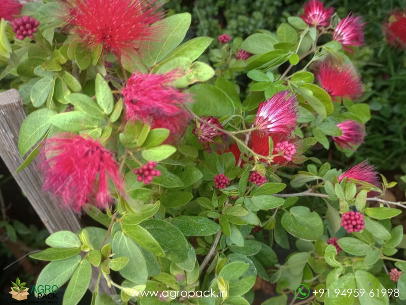 Calliandra-haematocephala6
