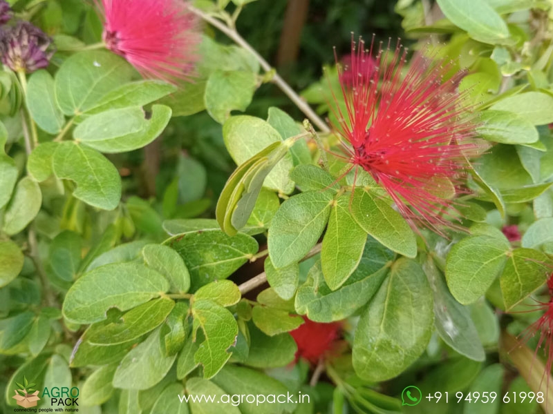 Calliandra-haematocephala7