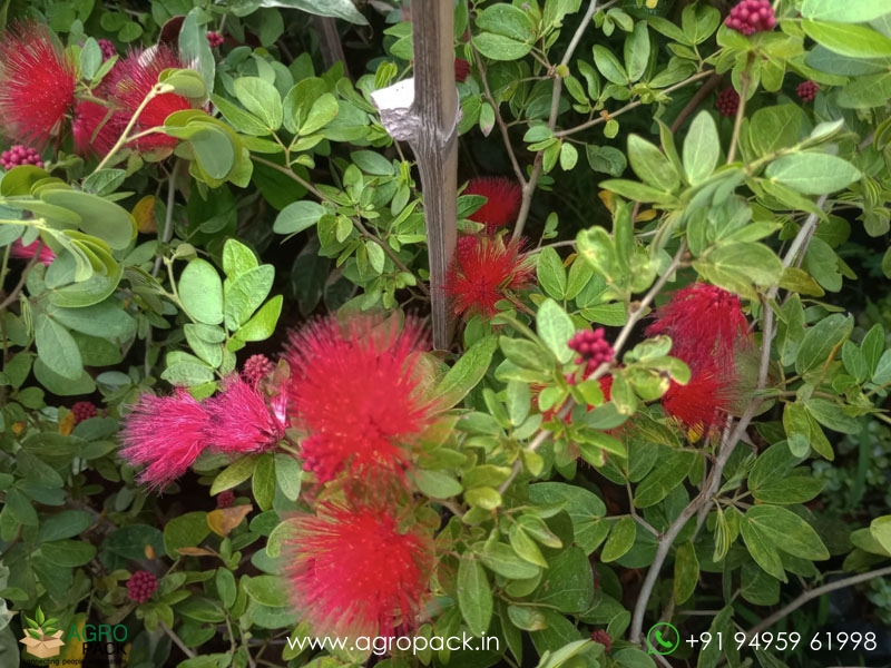 Calliandra-haematocephala8