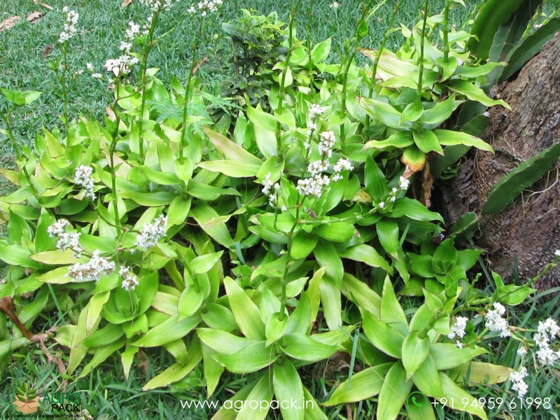 Callisia-fragrans-variegated3
