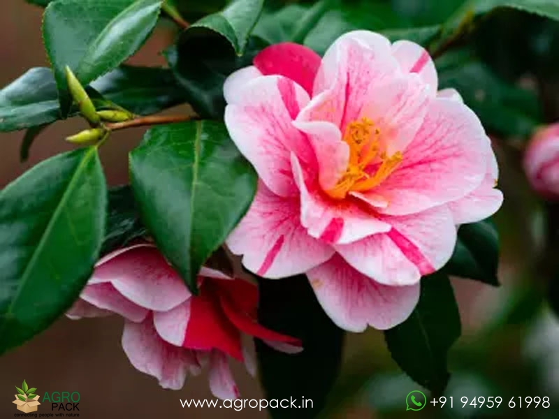 Camellia-Multi-Color1