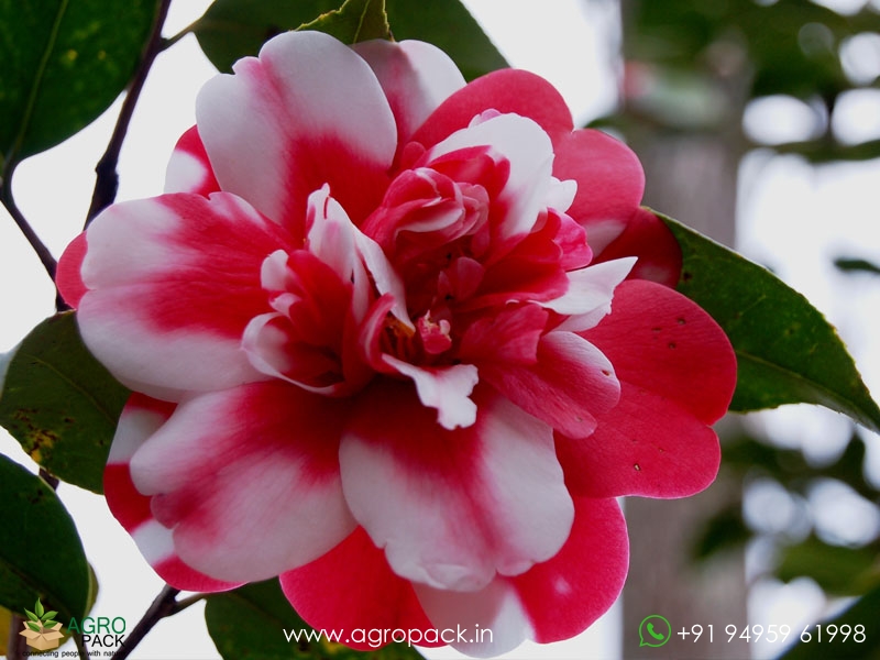 Camellia-Multi-Color2