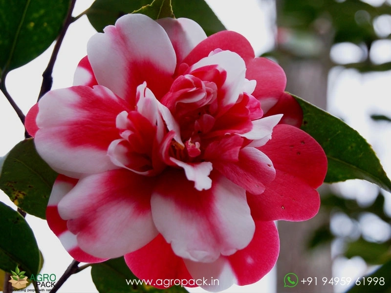 Camellia-Multi-Color2