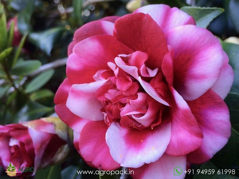 Camellia-Multi-Color3