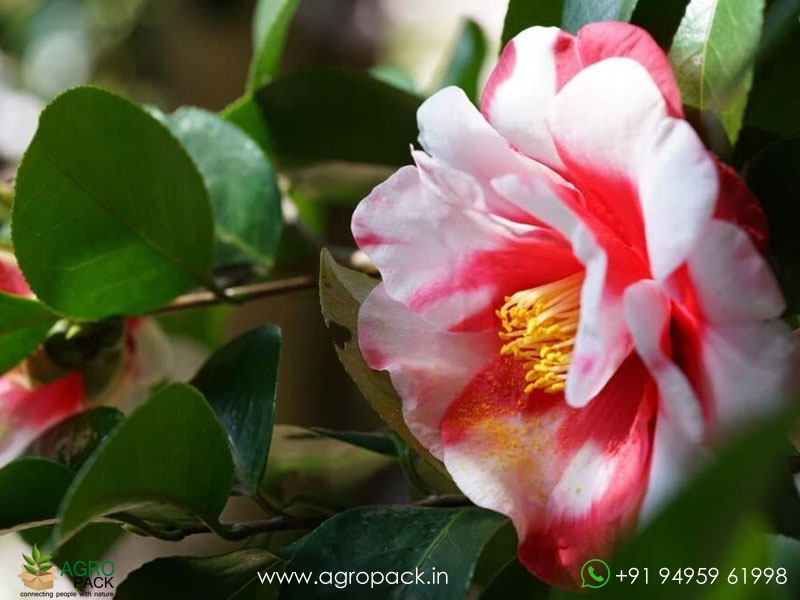 Camellia-Multi-Color4