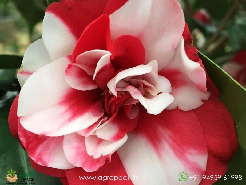 Camellia-Multi-Color5