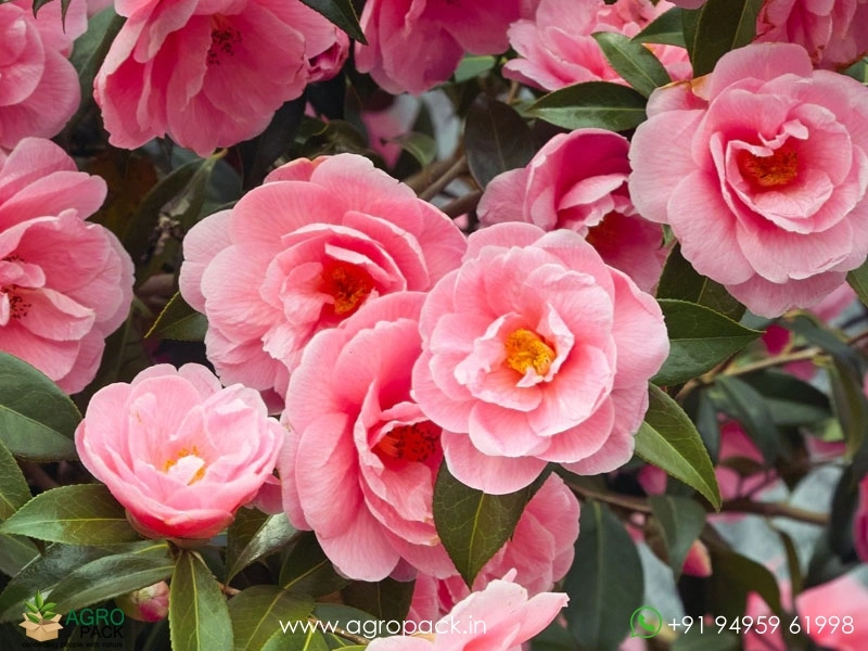 Camellia3