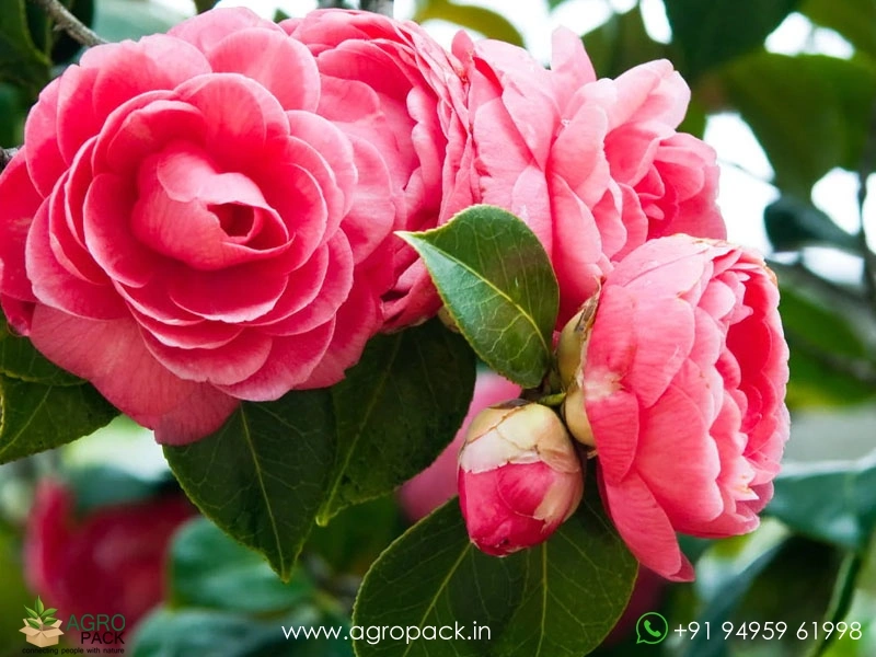 Camellia4